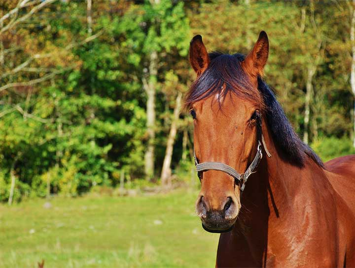 Equine & Large Animal Services in $city