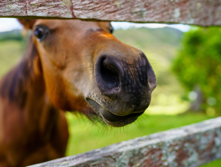 Equine Care