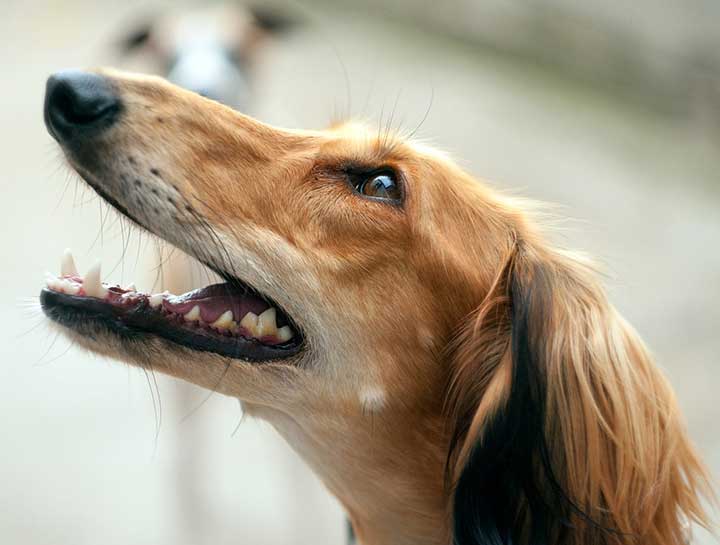 Mt. Vernon Pet Dentists | Dog Teeth Cleaning